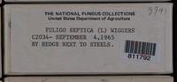 Fuligo septica image